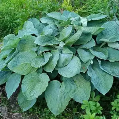 Хоста ЭЛЕГАНС Зибольда в Гомеле