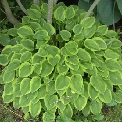 Хоста ГОЛДЕН ТИАРА в Гомеле