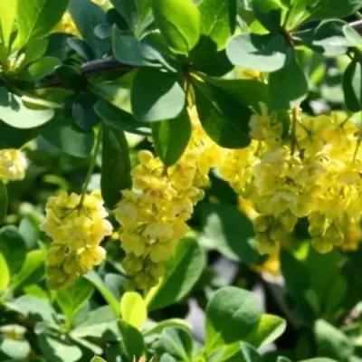 Барбарис ИНДИАН САММЕР  в Гомеле