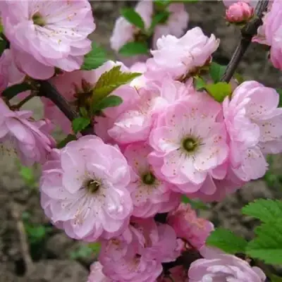 Миндаль ТРЁХЛОПАСТНЫЙ (луизеания) в Гомеле