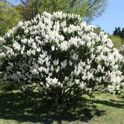 Сирень РОЧЕСТЕР в Гомеле