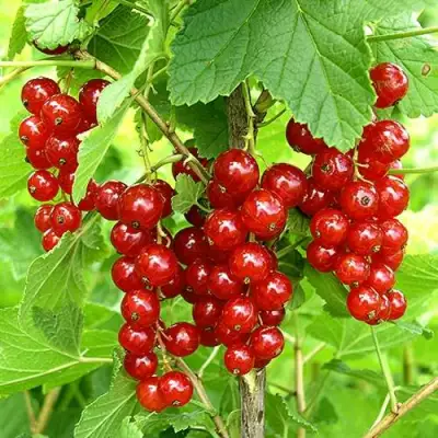 Смородина красная ФЕРТОДИ в Гомеле