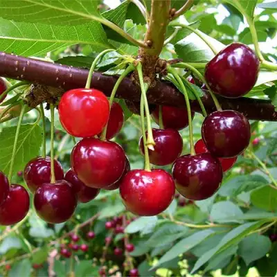 Вишня БРУСНИЦЫНА степная в Гомеле