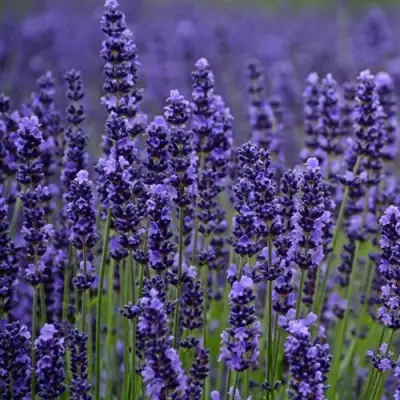 Лаванда МАНСТЕД узколистная в Гомеле