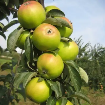 Яблоня ЛУКОМОР колонновидная в Гомеле