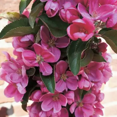 Яблоня ЗЕЛЁНЫЙ БУКЕТ декоративная в Гомеле