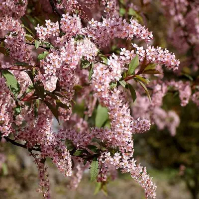 Черемуха НЕЖНОСТЬ в Гомеле