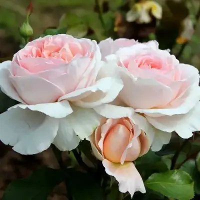 Роза АНДРЕ ЛЕ НОТР чайно-гибридная в Гомеле