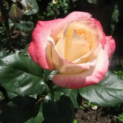 Роза БЕЛА ПЕРЛА чайно-гибридная в Гомеле