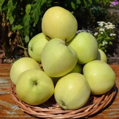 Яблоня ПАПИРОВКА в Гомеле