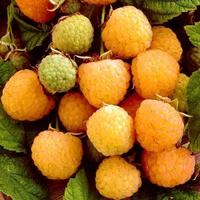 Малина ЗОЛОТЫЕ КУПОЛА в Гомеле