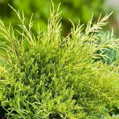 Можжевельник ОЛД ГОЛД средний в Гомеле