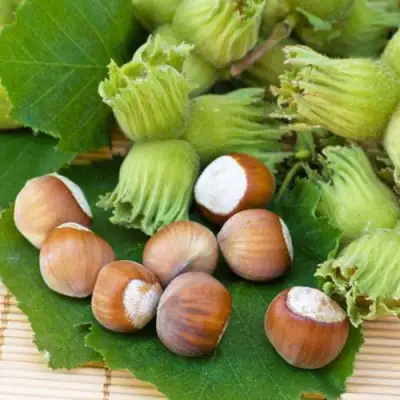 Фундук КРЕПКИЙ ОРЕШЕК в Гомеле