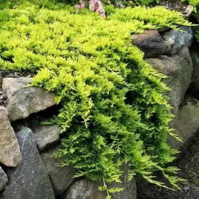 Можжевельник ГОЛДЕН КАРПЕТ горизонтальный  в Гомеле