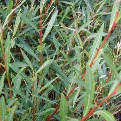 Ива НАНА пурпурная в Гомеле