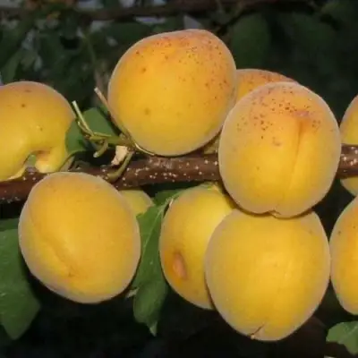 Абрикос ДЕСЕРТНЫЙ ГОЛУБЕВА в Гомеле