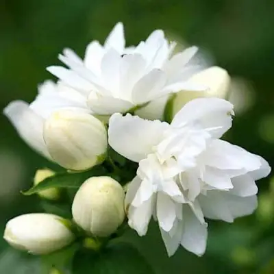 Жасмин ШНЕЕШТРУМ в Гомеле