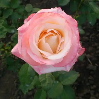 Роза БЕЛА ПЕРЛА чайно-гибридная в Гомеле