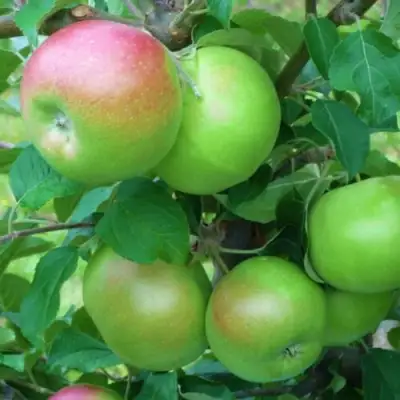 Яблоня НАВАВИТА в Гомеле