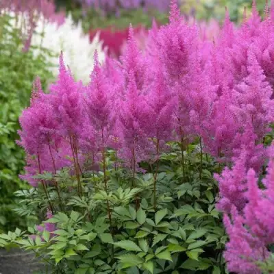 Астильба АМЕТИСТ Арендса в Гомеле