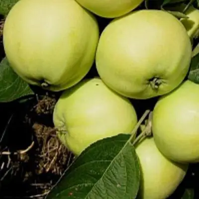 Яблоня ПАПИРОВКА в Гомеле