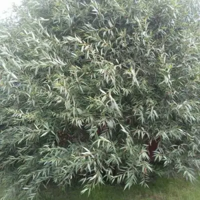 Ива СЕРЕБРИСТАЯ в Гомеле