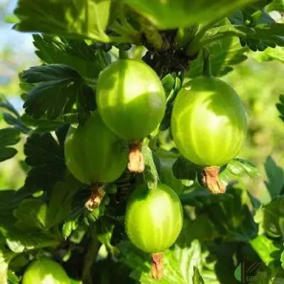 Крыжовник МАЛАХИТ в Гомеле