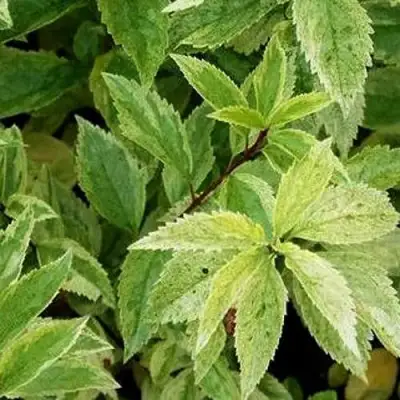 Форзиция ЛЕДНОГОРА промежуточная в Гомеле