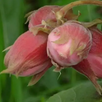 Фундук АКАДЕМИК ЯБЛОКОВ в Гомеле