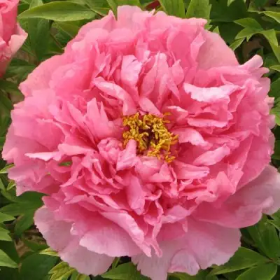 Пион СЕРЕБРИСТЫЙ РУЧЕЙ древовидный в Гомеле