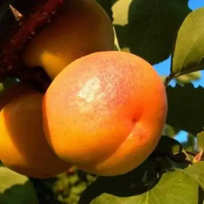 Абрикос СПАДЧЫНА в Гомеле