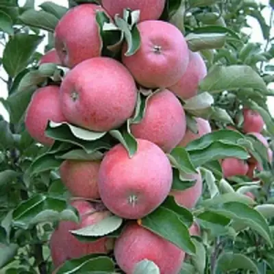 Яблоня АНТЕЙ КИЕВСКИЙ колонновидная в Гомеле