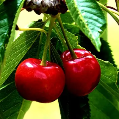 Вишня НИКА в Гомеле