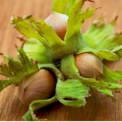 Фундук ГИГАНТ ТАМБОВСКИЙ в Гомеле