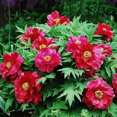 Пион КРАСНЫЙ ЛОТОС древовидный в Гомеле