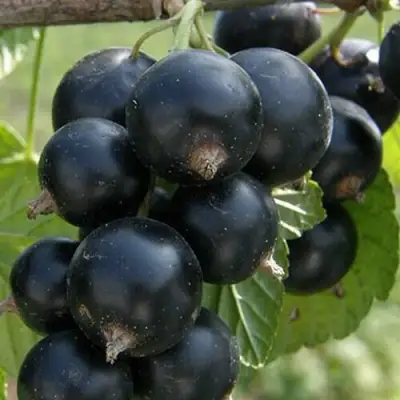 Смородина черная КЛУССОНОВСКАЯ в Гомеле