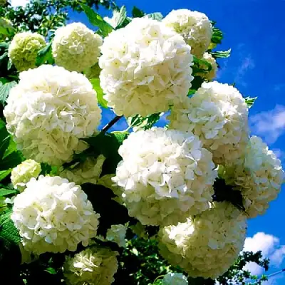 Калина БУЛЬДЕНЕЖ в Гомеле