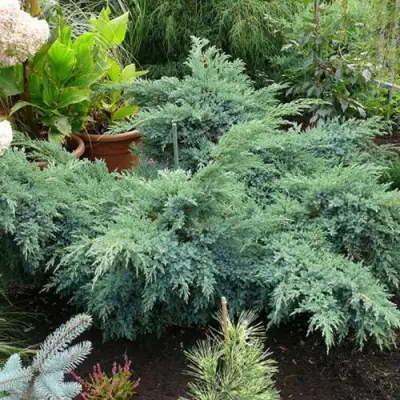 Можжевельник БЛЮ ШВЕД (СВИД) чешуйчатый в Гомеле