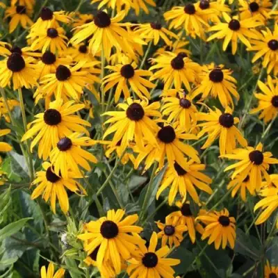 Рудбекия блестящая в Гомеле