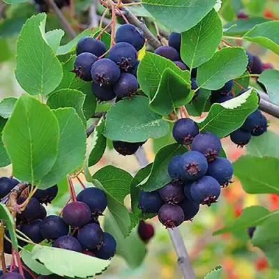 Ирга THIESSEN в Гомеле