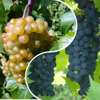 Комплект ИНЬ-ЯНЬ в Гомеле