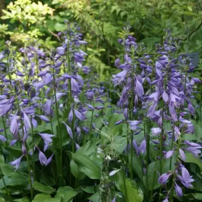 Хоста ГАРРИ ВАН ТРИЕР в Гомеле