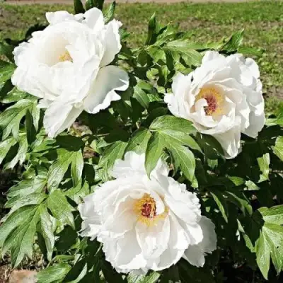 Пион ЛЕТНИЙ ДВОРЕЦ древовидный в Гомеле