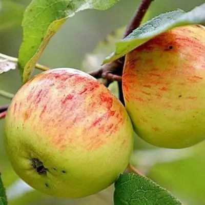 Яблоня РАНЕТКА (КОРОБОВКА) в Гомеле