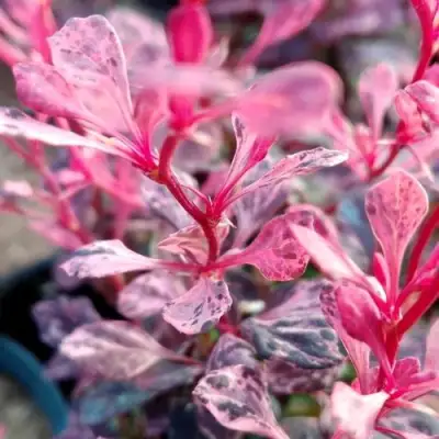 Барбарис РОУЗ ГЛОУ тунберга в Гомеле