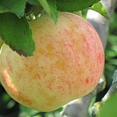 Яблоня ЛЕТНЕЕ СЛАДКОЕ в Гомеле