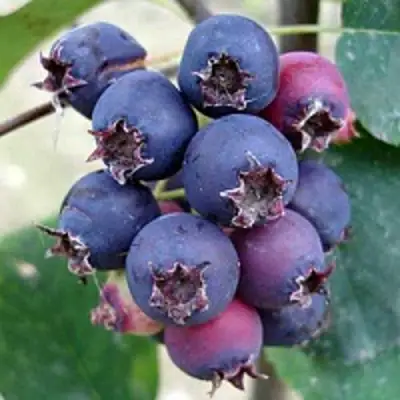 Ирга SLEYT в Гомеле