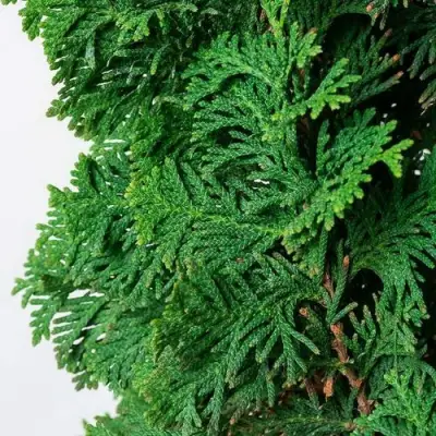 Туя СПИРАЛИС западная в Гомеле