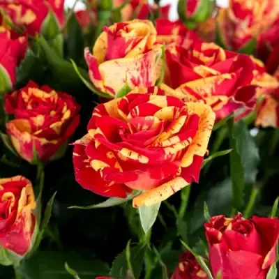 Роза ФАЙЕР ФЛЕШ спрей в Гомеле