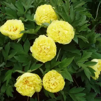 Пион ЗОЛОТАЯ КОРОНА древовидный в Гомеле